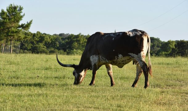 a longhorn cow grazing outdoors in grass field