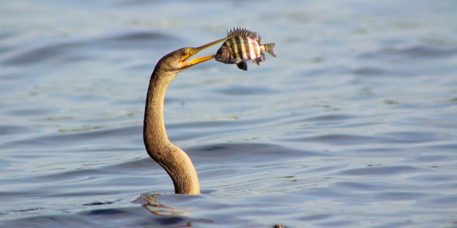 bird caught fish, in water
