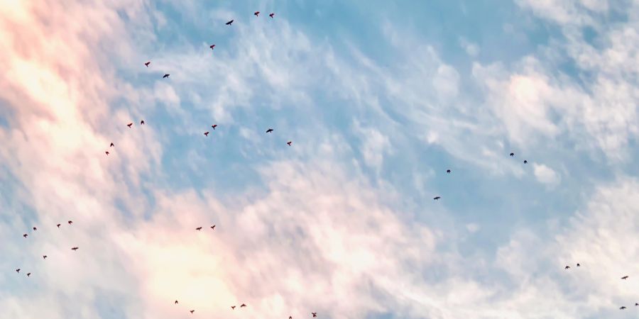 clouds, birds migrating
