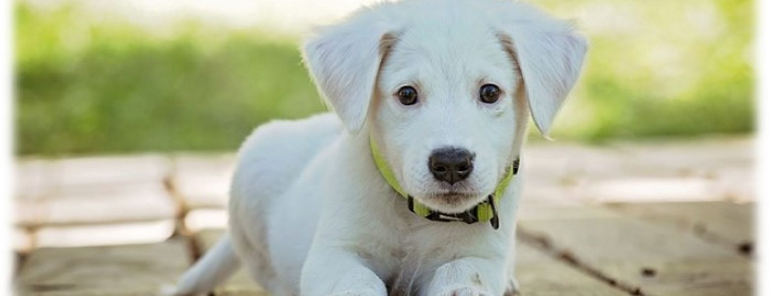 And They Call It Puppy Love