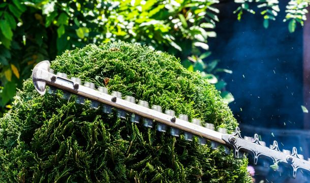 trimming hedges