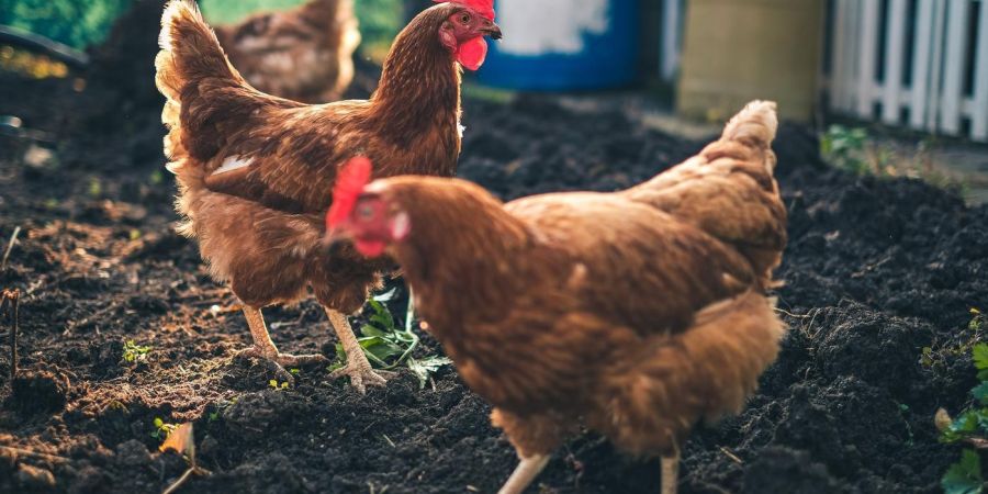 Poultry Plant Raids: The Rest of the Story