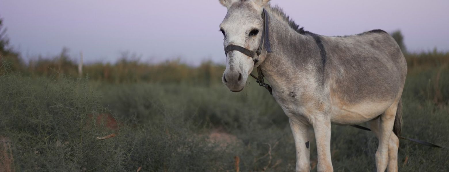 donkey, outdoors
