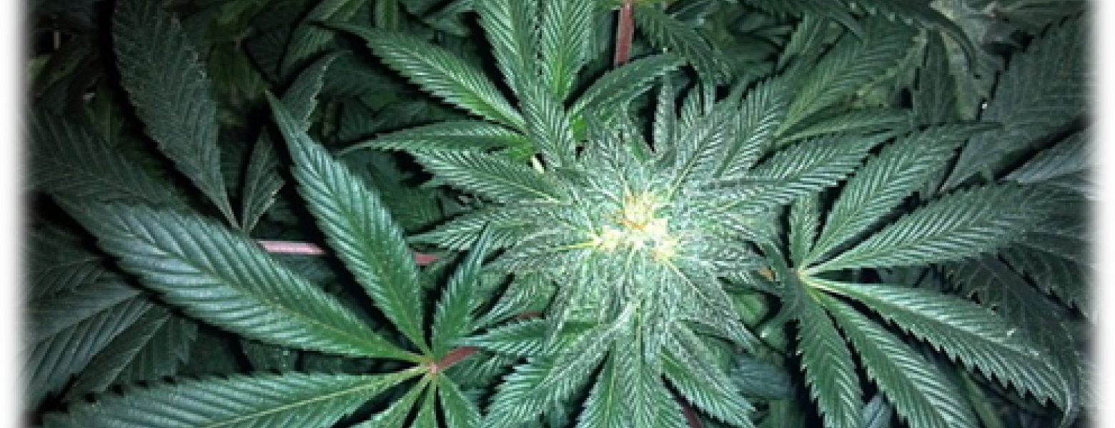 Up in Smoke:  The Impact of Legalized Marijuana on Drug Testing in the Workplace