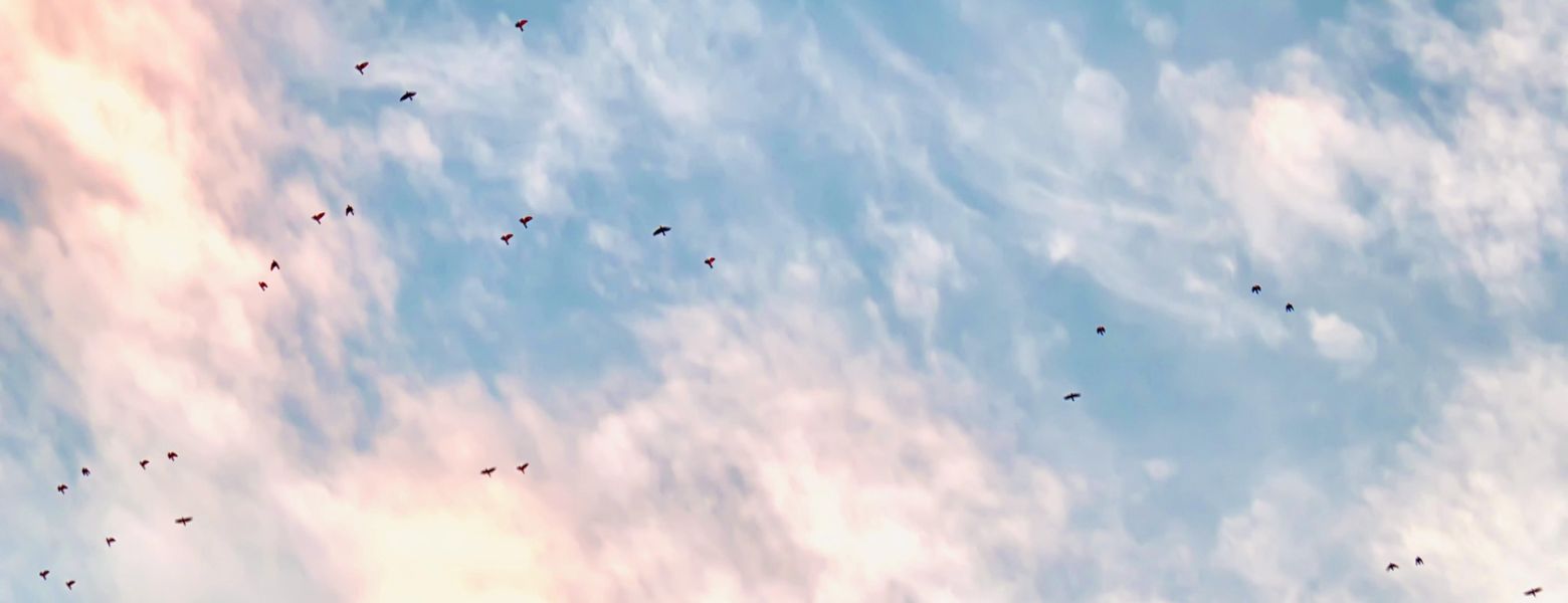clouds, birds migrating