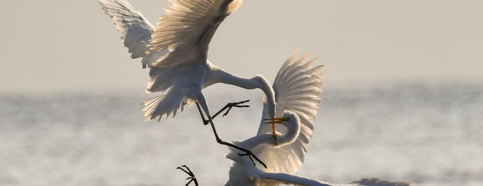 DISCRIMINATION AND UNION DISPUTES AT SOUTHERN POVERTY LAW CENTER