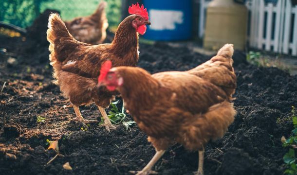 Poultry Plant Raids: The Rest of the Story