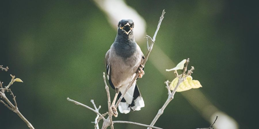 a bird singing outdoors on a branch
