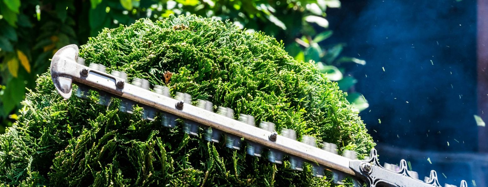 trimming hedges