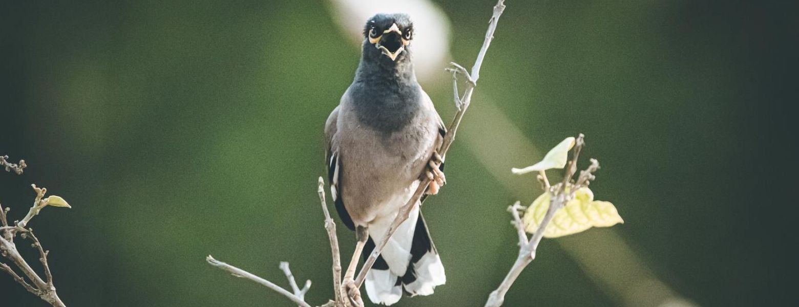 a bird singing outdoors on a branch