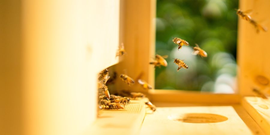 bee hive, outdoors