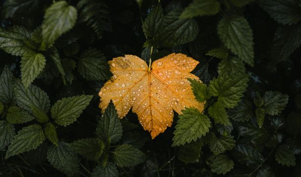 changing leaf