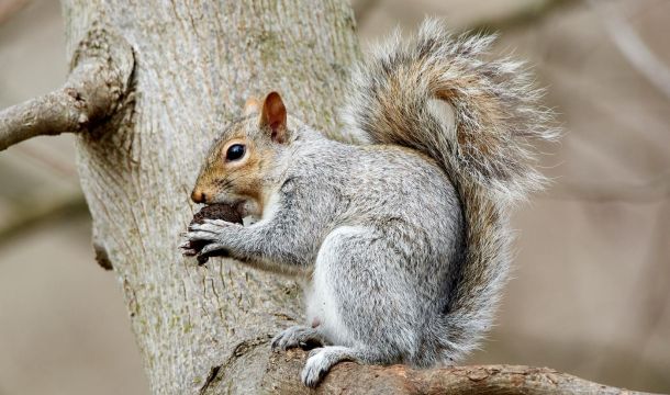 squirrel eating a nut