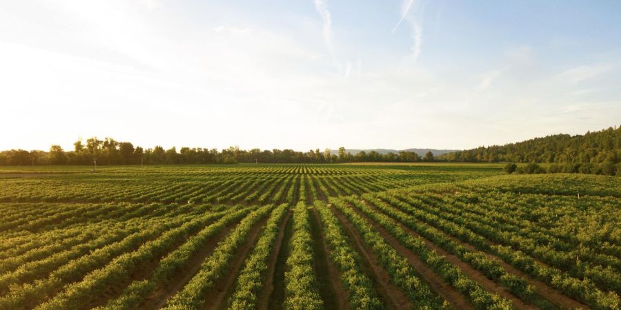 farmland