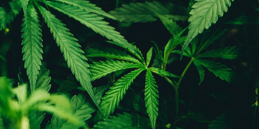 Marijuana