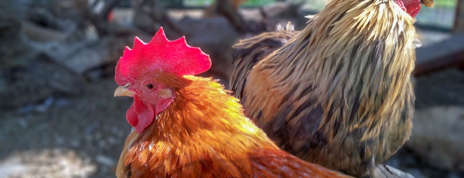 chickens, roosters