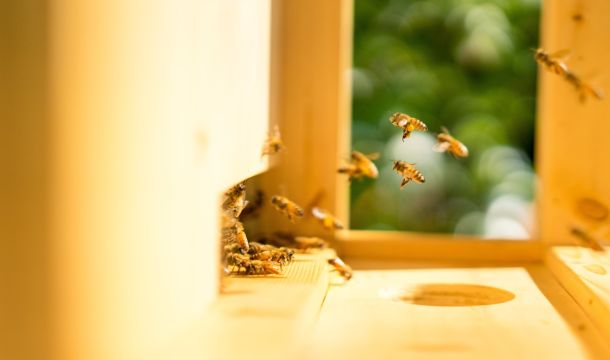 bee hive, outdoors