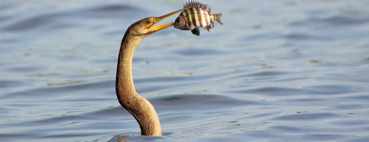 bird caught fish, in water