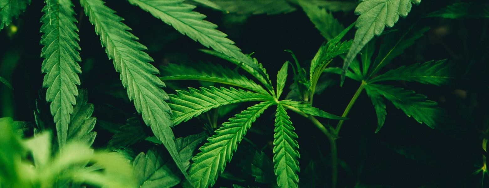 Marijuana