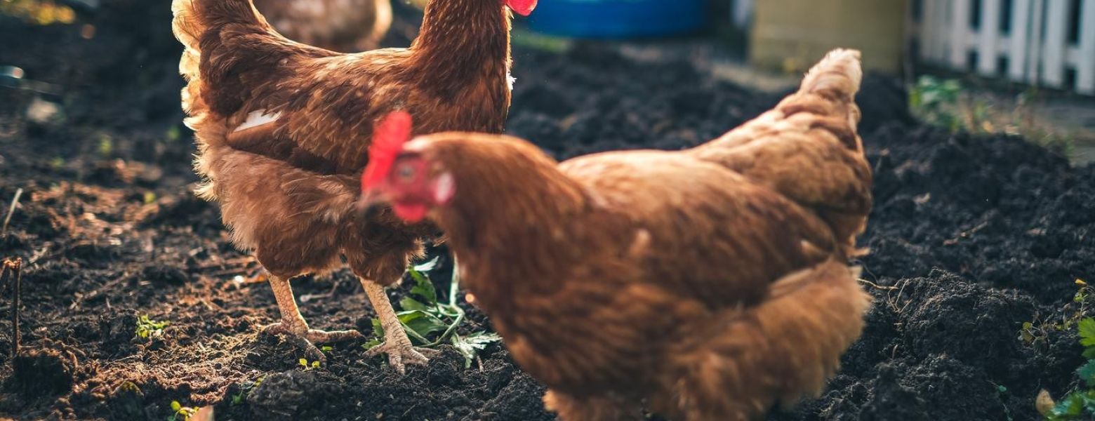 Poultry Plant Raids: The Rest of the Story