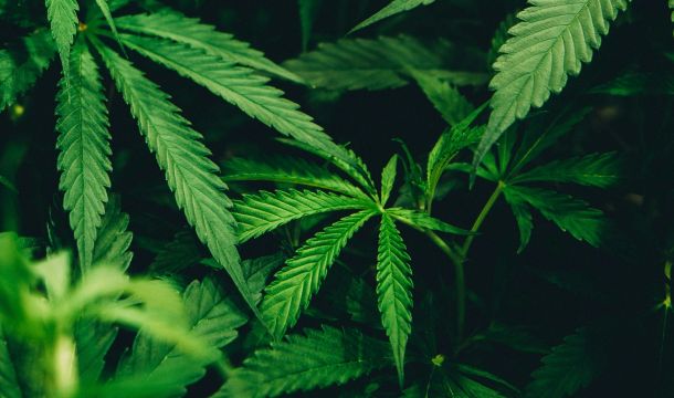 Marijuana