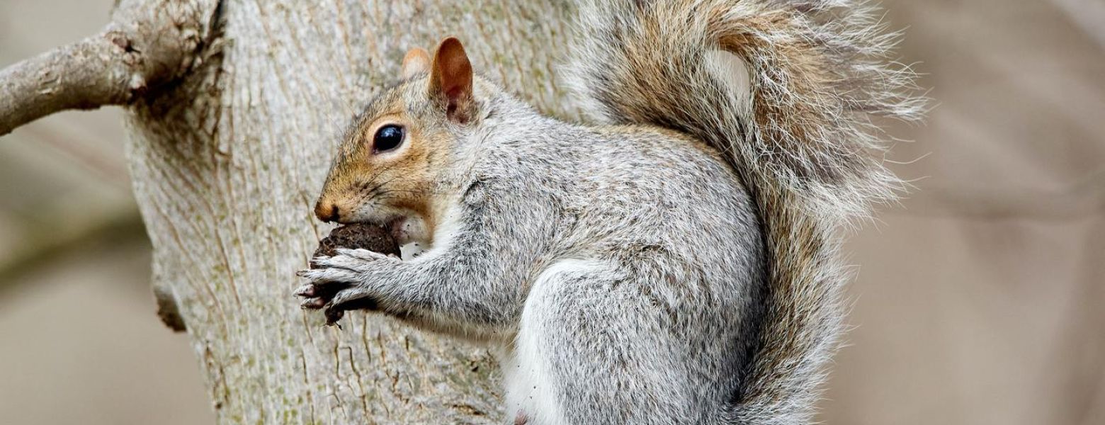 squirrel eating a nut