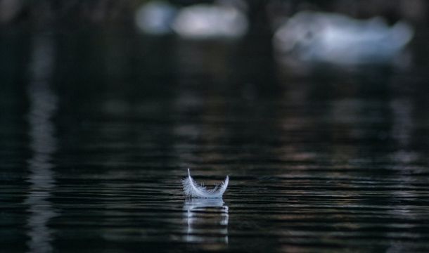 Feather on the lake