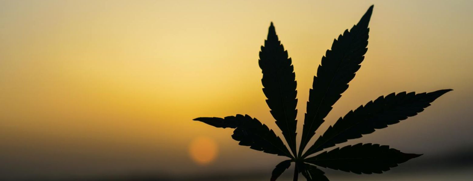 Marijuana weed silhoutte lake hemp green sunset