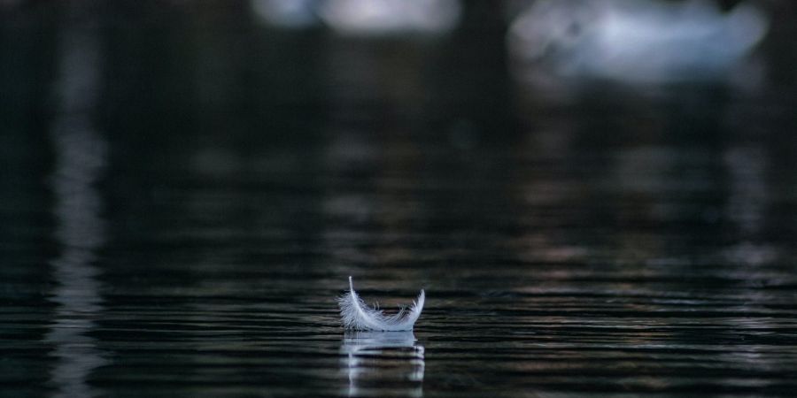 Feather on the lake