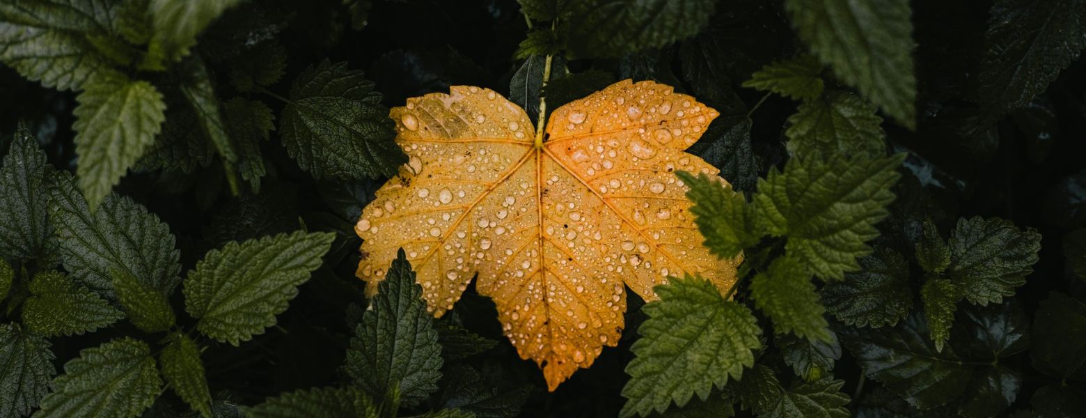 changing leaf