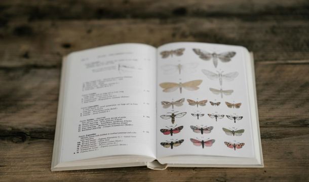 buttefly classification book on a wooden table