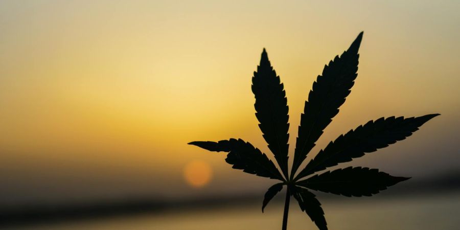 Marijuana weed silhoutte lake hemp green sunset