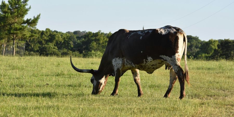 a longhorn cow grazing outdoors in grass field