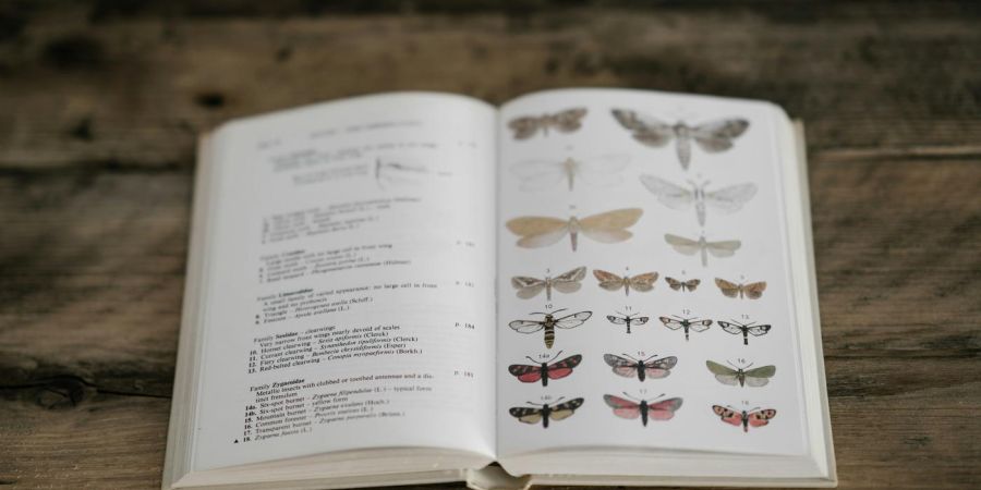 buttefly classification book on a wooden table