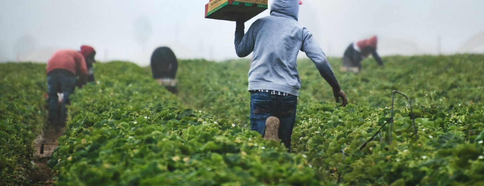 immigrants collecting crops