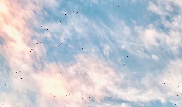 clouds, birds migrating