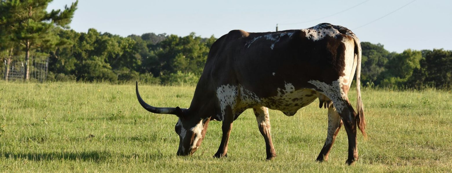 a longhorn cow grazing outdoors in grass field