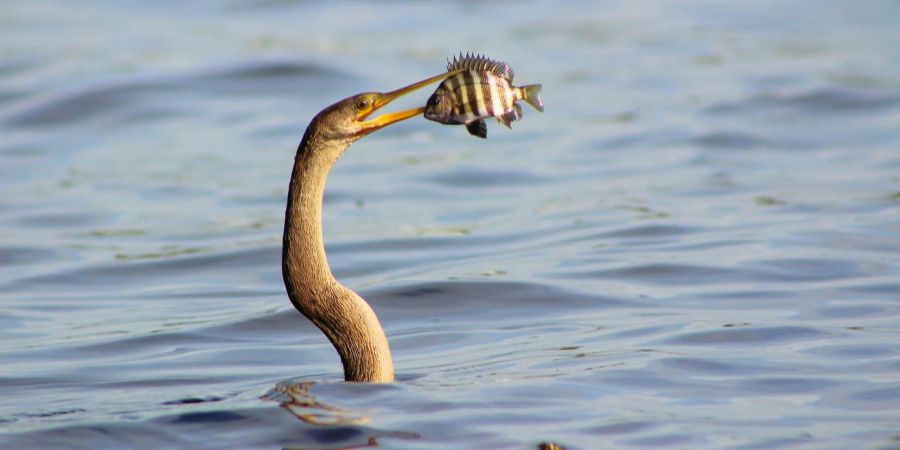 bird caught fish, in water