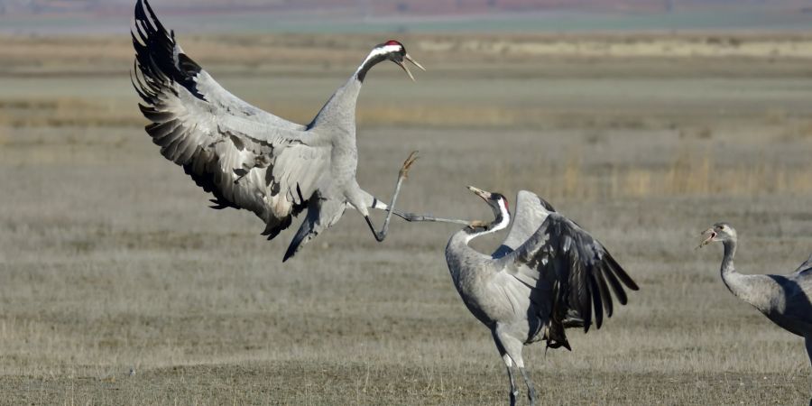 crane clash, wilderness