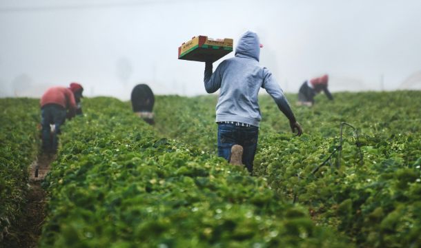 immigrants collecting crops