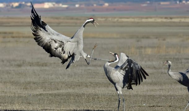 crane clash, wilderness