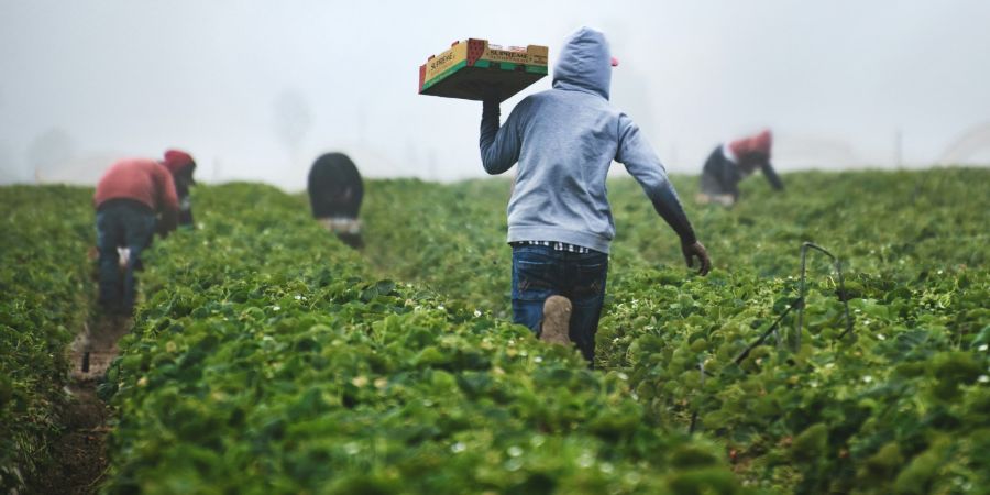 immigrants collecting crops