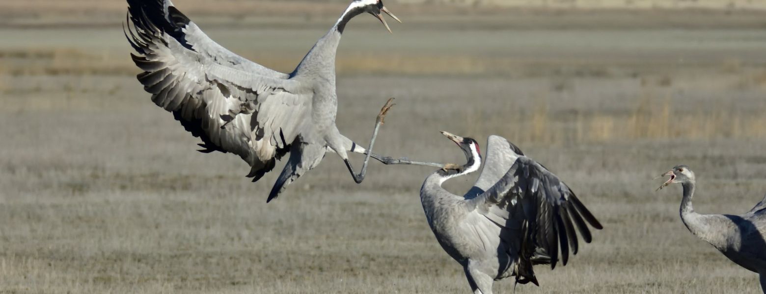 crane clash, wilderness